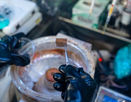 gloved hands holding material sample 