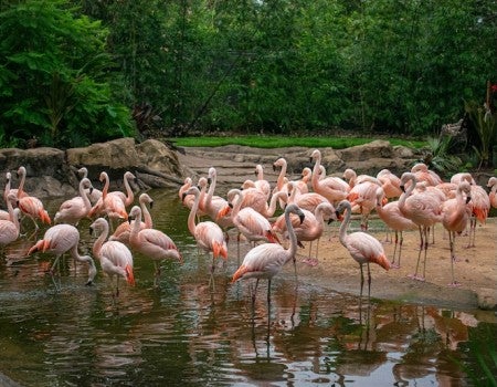 A flock of flamingos in their habitat at the Houston Zoo