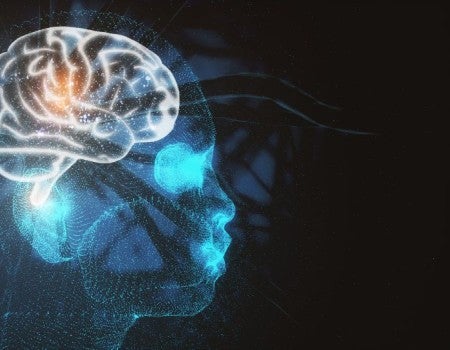 rendering of the brain