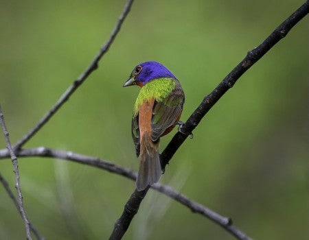 A colorful bird with a green body, red stripe and blue head sits on a branch