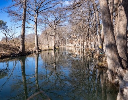 A photo of the guadalupe river and cypress trees lining it