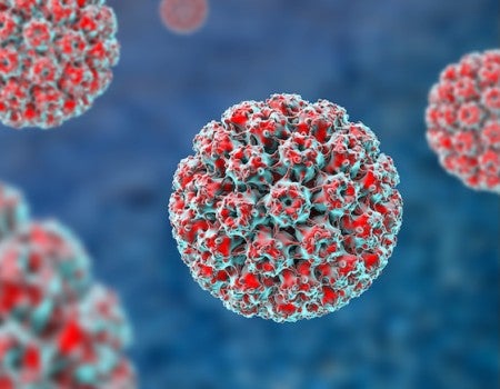 A stock image of human papillomavirus. 