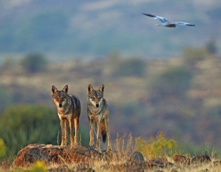 Two rangy wolves stand on a rocky outcropping. A bird flies above them.