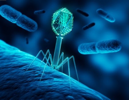 Stock image of a bacteriophage infecting bacterium. 