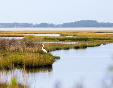 Stock photo of coastal wetlands.