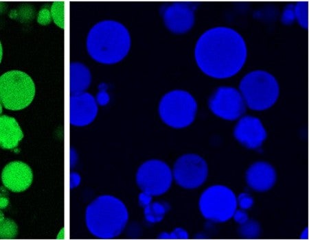 Confocal microscopy images of peptide-loaded gelatin microparticles showing gelatin autofluorescence (green, left) and fluorescently labeled peptide (blue, right). 