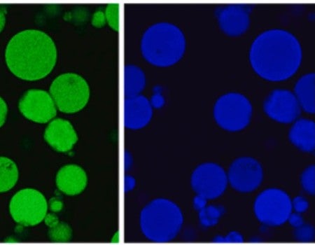Confocal microscopy images of peptide-loaded gelatin microparticles showing gelatin autofluorescence (green, left) and fluorescently labeled peptide (blue, right). 