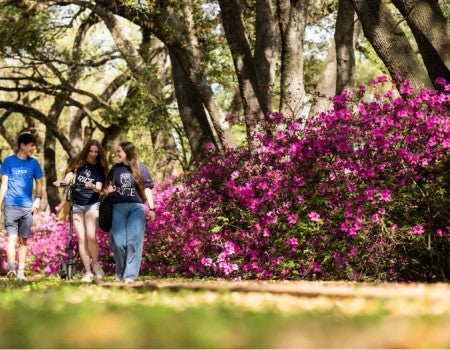 three students walking in front of azaleas
