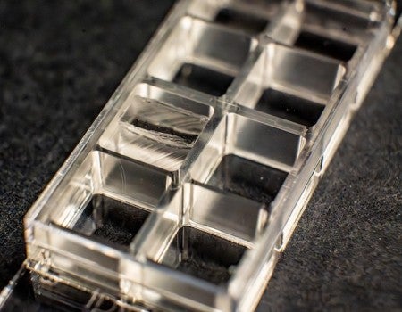 plastic wells with a clear insert in one of them