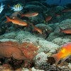Fish and corals at the Flower Garden Banks National Marine Sanctuary
