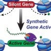 Rice University scientists built a new tool to engineer and understand how human genes are turned on. The team created a synthetic two-part protein based on dCas9 and a modified enzyme called dMSK1 to deliver chemical payloads at precise spots near human genes. The tool causes pinpoint changes to histone marks and with the help of other proteins, the activation of silent human genes. (Credit: Hilton Lab/Rice University)