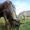 Wildebeest and zebra graze together in this camera-trap photo