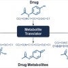 A computational tool created at Rice University may help pharmaceutical companies expand their ability to investigate the safety of drugs. (Credit: Kavraki Lab/Rice University)