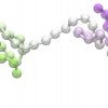 Dumbbell-like sequences in DNA during interphase suggest several unseen aspects of chromosome configuration and function. (Credit: Illustration by Ryan Cheng/CTBP)