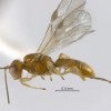 Allorhogas gallifolia is a new species of wasp discovered in live oak trees at Rice University
