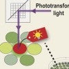 Researchers at Rice University and Baylor College of Medicine have developed a platform, SPOTlight, that speeds the sorting of cells while making the process more versatile. As a proof-of-concept, they created the most photostable yellow fluorescent protein yet. (Credit: Illustration by Jihwan Lee/Rice University)
