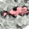 An illustration shows a major histocompatibility (grey) protein encompassing a peptide drawn from a SARS-CoV virus (pink). The complex helps trigger the activation of T cells that are part of the immune system. Rice University researchers discovered a non-anchor binding residue in the peptide that could both contribute to binding and to the T-cell activation needed to defeat the virus. (Credit: Kavraki Lab/Rice University)