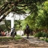 On a pleasant fall day, not even the Houston Police Department Mounted Patrol can resist a stroll through Rice’s leafy campus — which, as it happens, is also an officially designated arboretum.