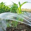 Lay-flat irrigation tube system for leveled-to-grade cornfield,