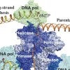 A study of stress on bacteriophage T7 will help Rice structural biologist Yang Gao and his team to reveal the atomic-scale mechanisms of DNA replication. Illustration courtesy of the Yang Gao Lab