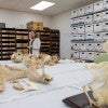 Mary Prendergast stands near the William L. McClure faunal collection in the Department of Anthropology's archaeology lab.