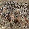 cheetah preying on impala