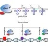 Guide RNA leads multiple base editors to their target base pairs in the fungal genome.