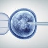embryo, in vitro