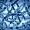 stock chromosome photo