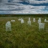 Glacier graveyard image