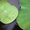 Lotus leaf