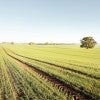 Photo of field with crops