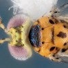 Chrysonotomyia susbelli