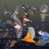 Birds Are Real art