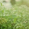 invasive plant