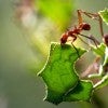 leafcutter ants