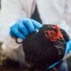 bird flu