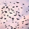 flock of birds in sky