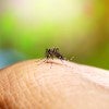mosquito