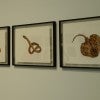 Dimensions Variable
