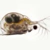daphnia pulex