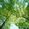 stock photo of trees