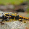 stock photo of salamander