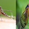 mosquitos cicadas