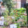 Rice rain garden 2024