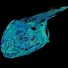 3D scan of icefish