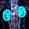 stock illustration of kidney