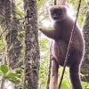A lemur is standing in a tree in the Madagascar rainforest, staring directly at the camera.