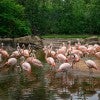 A flock of flamingos in their habitat at the Houston Zoo