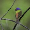 A colorful bird with a green body, red stripe and blue head sits on a branch